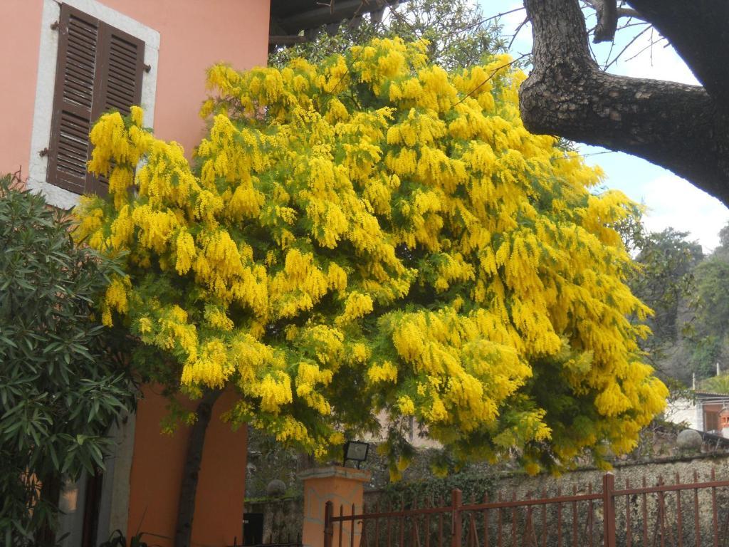 Albergo Giardino Toscolano Maderno Dış mekan fotoğraf